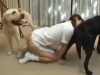 【獣姦動画】ツインテール女子校生が犬2匹のペニスを無我夢中でフェラしまくる！