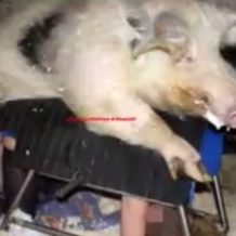 【無修正 獣姦動画】女のマンコに豚のペニスをねじ込み強引に中出しさせる鬼畜な行為